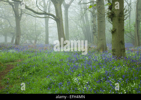 Glockenblumen und Stitchwort wächst unter den alten Bäumen des Everdon Stubbs in den frühen Morgenstunden Nebel, Northamptonshire, Engalnd Stockfoto