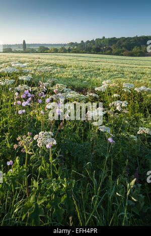 Eine Hecke von Wildblumen neben eine Ernte der Reifen Gerste im Morgengrauen mit Blick auf das Dorf Harlestone, Northamptonshire, England. Stockfoto