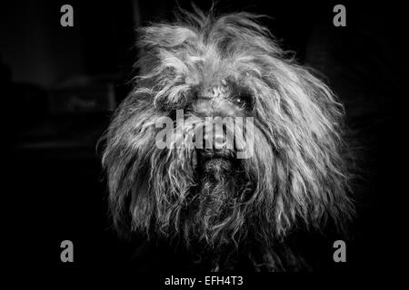 Portrait von Langhaarigen ungarische Wasser Hund (puli), Schwarze und Weiße headshot Stockfoto