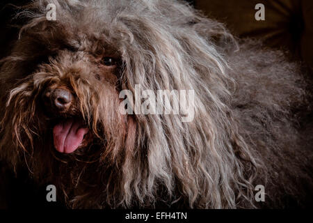 Portrait von Langhaarigen ungarische Wasser Hund (puli) mit Zunge heraus Stockfoto