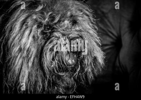 Portrait von Langhaarigen ungarische Wasser Hund (puli) mit Zunge heraus, Schwarz und Weiß Stockfoto