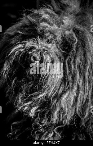 Nahaufnahme Portrait von Langhaarigen ungarische Wasser Hund (puli), Schwarz und Weiß Stockfoto