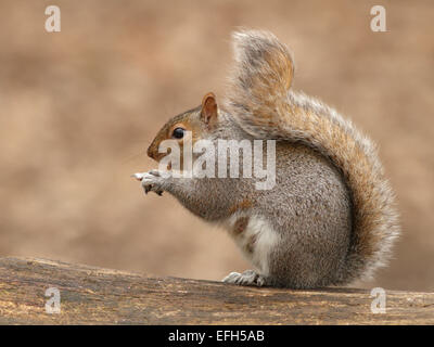 Graue Eichhörnchen sitzend auf Ast Stockfoto