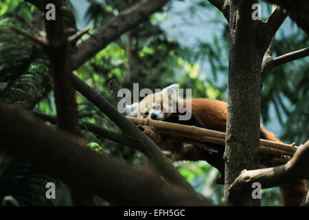 Ein Roter Panda (Firefox) nimmt ein Nickerchen im zoo Stockfoto