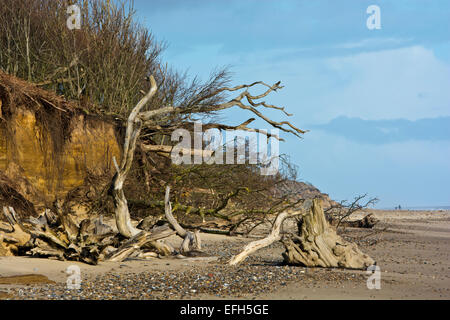 Treibholz Baum LKW Covehithe Strand Suffolk England UK Stockfoto