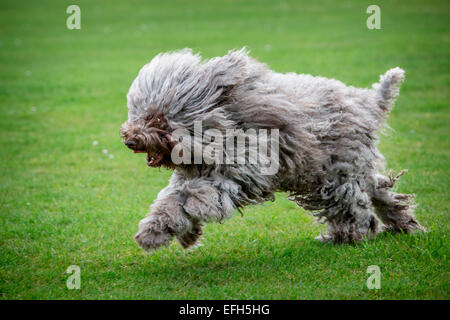 Langhaarige ungarische Wasser Hund (puli) läuft über Gras Stockfoto