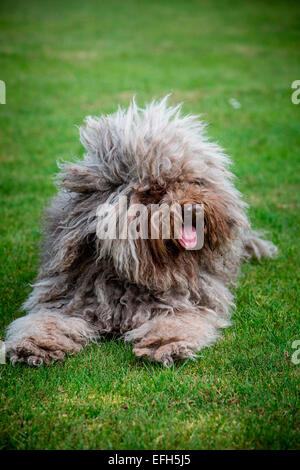 Langhaarige ungarische Wasser Hund (puli) liegen auf Gras mit herausgestreckter Zunge kleben Stockfoto