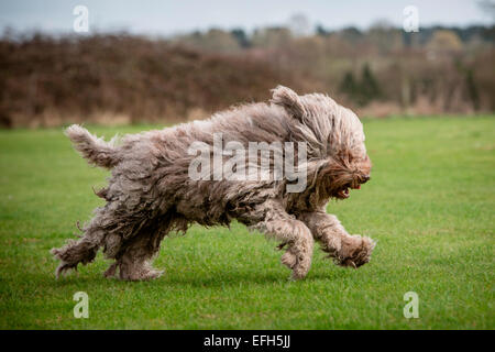 Langhaarige ungarische Wasser Hund (puli) läuft im Park Stockfoto