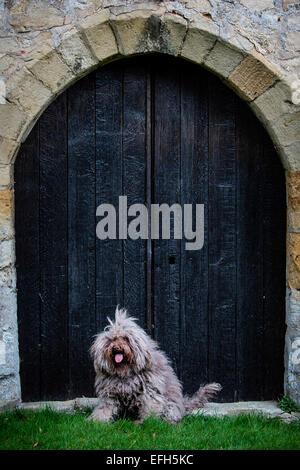 Portrait von Langhaarigen ungarische Wasser Hund (puli) im Torbogen Stockfoto