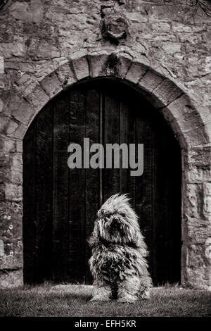 Portrait von Langhaarigen ungarische Wasser Hund (puli) im Torbogen sitzen, Schwarz und Weiß Stockfoto