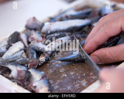 Fischer schneiden Sardinen mit Messer auf Holzbrett hautnah Stockfoto