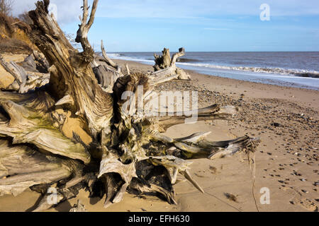 Treibholz Baum LKW Covehithe Strand Suffolk England UK Stockfoto