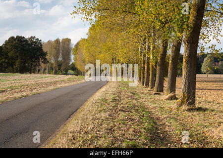 Eine schmale Landstraße läuft neben einem Gürtel Lindenallee frühen Herbst Farben, Cottesbrooke, Northamptonshire, England Stockfoto