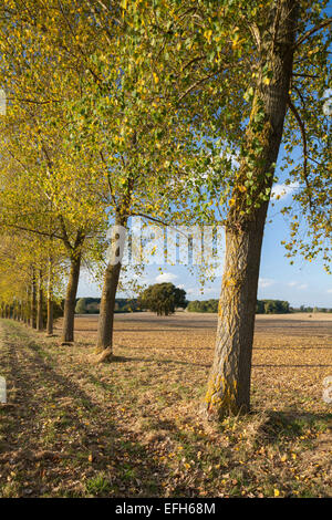 Eine Reihe von Linden anzeigen frühen Herbst Farben neben kultivierten Ackerland in der Nähe von Cottesbrooke, Northamptonshire, England. Stockfoto