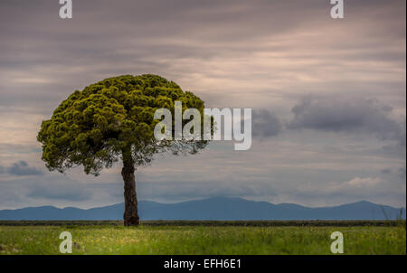 Einsame italienische Zirbe, Toskana, Italien Stockfoto