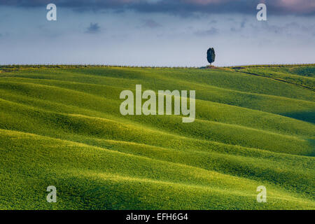 Single Cypress Tree auf einem Hügel in der Toskana, Italien Stockfoto