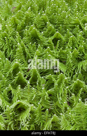 Ritter Plume, Ptilium Crista-castrensis Stockfoto