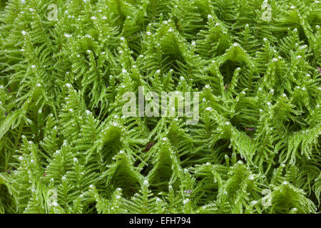 Ritter Plume, Ptilium Crista-castrensis Stockfoto