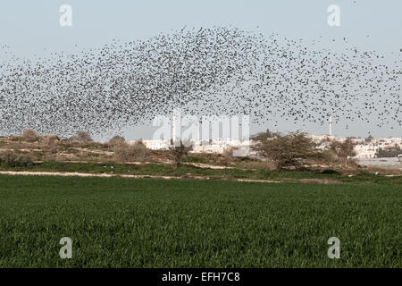 Westlichen Negev, Israel. 4. Februar 2015. Schwärme von Staren, bestehend aus vermutlich Zehntausende von Menschen, führen was scheinen gut choreographierten Antenne Tänze in perfekter Harmonie zu sein, da Tu Bishvat, dem fünfzehnten des hebräischen Monats Shevat, im Judentum, landwirtschaftlichen und ökologischen Erneuerung feiern gekennzeichnet ist. Bildnachweis: Nir Alon/Alamy Live-Nachrichten Stockfoto