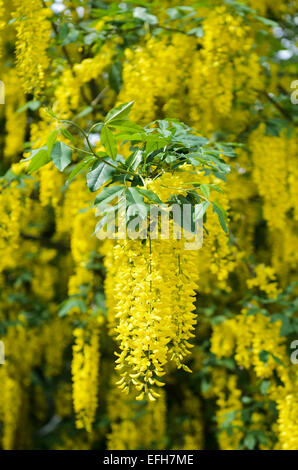 Gemeinsamen Goldregen Laburnum Anagyroides in voller Blüte Stockfoto