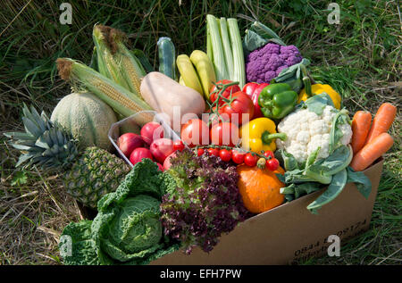 Eine Schachtel mit Bio-Gemüse (Gemüse Box) bereit für Hauszustellung auf der Farm in Somerset, wo sie angebaut wurden. Stockfoto