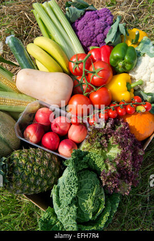 Eine Schachtel mit Bio-Gemüse (Gemüse Box) bereit für Hauszustellung auf der Farm in Somerset, wo sie angebaut wurden. Stockfoto