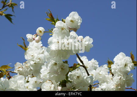 Prunus 'Shirotae' Blumen im Frühling, Wales, UK Stockfoto