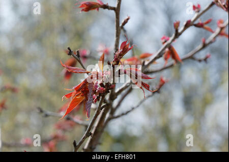 Prunus Sargentii im Frühjahr, Devon, England. Stockfoto