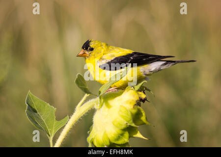 Amerikanischer Goldfink Vogel auf Sonnenblume Stockfoto