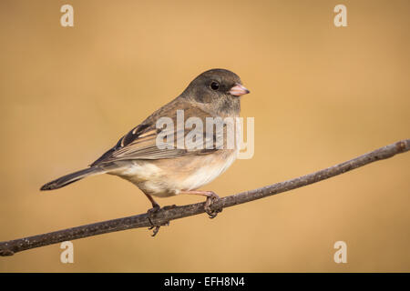 Junco auf einem Ast Stockfoto