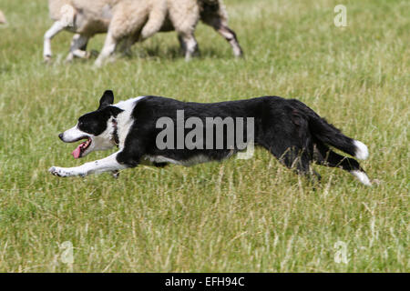 Border Collie läuft während Schäferhund Studien Stockfoto