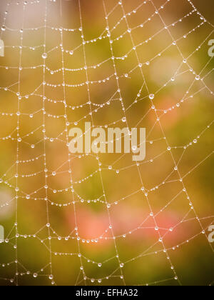 Spinnennetz, Acadia National Park, Maine, USA Stockfoto