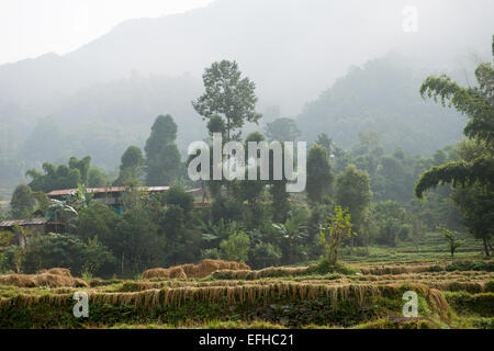 Terrassenfelder und Wohnungen gegen den nebligen Hang des Tals auf der Royal Trek, in der Nähe von Pokhara, Nepal Stockfoto