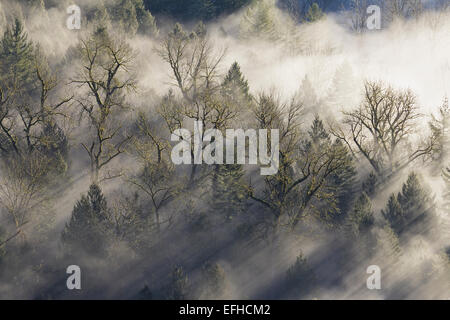 Strahlen der Sonne strahlend durch den Misty Nebel im Wald von Sandy River Oregon Stockfoto