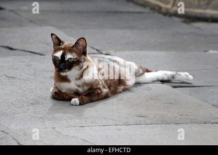 Katze Stockfoto