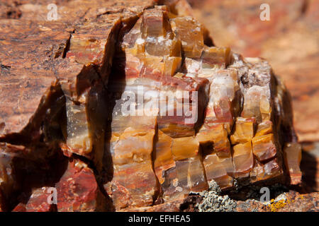 Stück versteinertes Holz, Escalante Petrified Forest State Park, Escalante, UT, USA Stockfoto