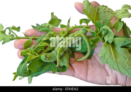 Große grüne Raupe Tomaten Essen lässt auf Seite Stockfoto