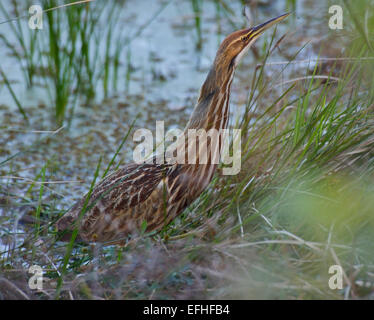 Amerikanische Rohrdommel Jagd In Florida Wetlands Stockfoto