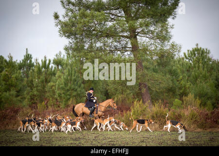 Ein Jäger mit dem Pack von Hunden bei der Jagd in der Region des Landes (Aquitaine - Frankreich) umgeben. Stockfoto