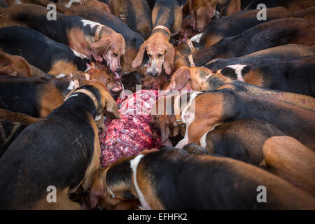 Steinbruch, die Jagdhunde (große anglo-französischen Trikolore Jagdhunde) gegeben. Das gejagte Tier war ein Rothirsch (Landes - Frankreich). La Curée. Stockfoto