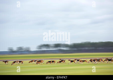 Pack von Hunden (große anglo-französischen Trikolore Jagdhunde) nach einer Duftspur während einer Hirschjagd (Landes Frankreich). Bewegungsunschärfe. Stockfoto