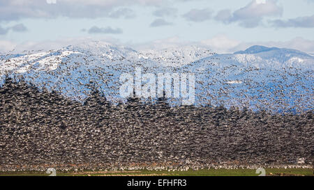 Schneegänse Migration im Skagit Valley vor dem Hintergrund der Cascade Mountains, Washington, USA Stockfoto