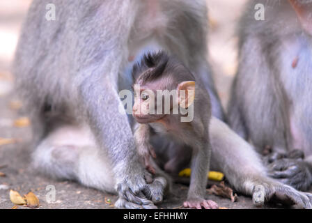 Macacque Affe auf Bali-Indonesien Stockfoto