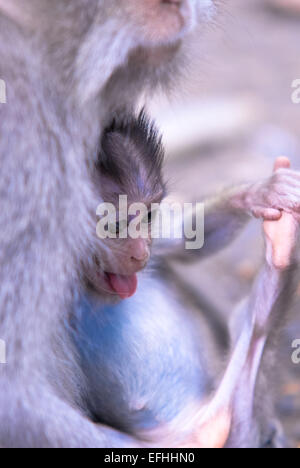 Macacque Affe auf Bali-Indonesien Stockfoto