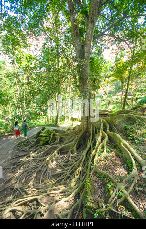 großer Baum mit Wurzeln in Bali Indonesien Stockfoto