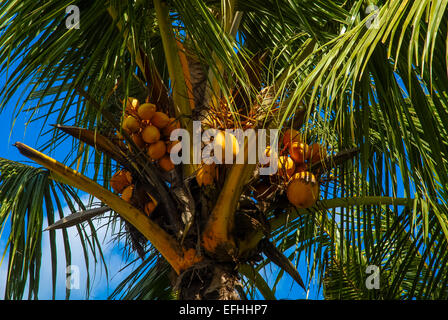 Kokosnüsse im Baum in Indonesien Stockfoto