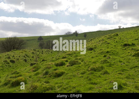 Grass Hügel gemacht durch gelbe Wiese Ameisen, Lasius Flavus, in einem Feld von Downland, Berkshire, April Stockfoto