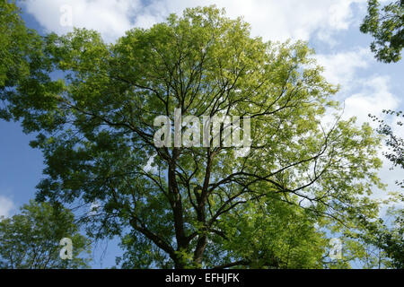 Eine Reife Esche, Fraxinus Excelsior, voller Blätter, Berkshire, August Stockfoto