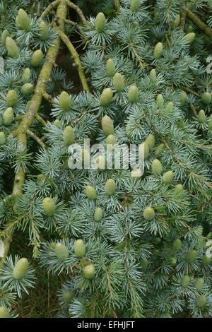 Unreife grüne Zapfen Deodar Zeder, Cedrus Deodara, auf einem Baum, Berkshire, August Stockfoto