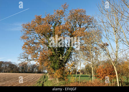 Ackerland, Bäume und eine Eiche mit Efeu und Blätter in Herbstfärbung an einem schönen Tag mit blauem Himmel, Berkshire, England, UK, nicht Stockfoto